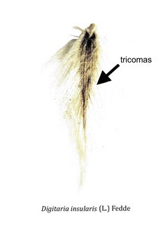 Tricomas 1